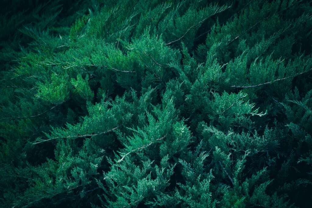 Nachhaltiger Glanz – wie Qynol Schmuck mit Verantwortung schafft